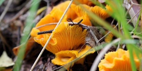 Kada rastu lisičarke i kako ih pravilno sakupljati